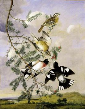 John James Audubon : Rose Breasted grosbeak